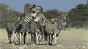 Objevujeme Namibii & safari v NP Etosha