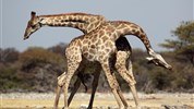 Objevujeme Namibii & safari v NP Etosha