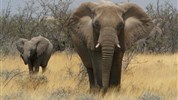 Objevujeme Namibii & safari v NP Etosha