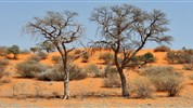 Objevujeme Namibii & safari v NP Etosha