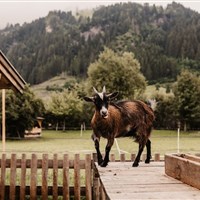 Hotel Auhof (S) - ckmarcopolo.cz