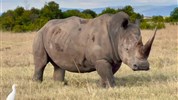 Fascinující kombinace - Pyramidy v Káhiře a safari v Keni - Keňa_ol Pajeta
