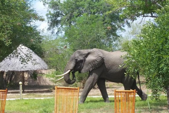 Marco Polo - Africa Safari Selous Nyerere NP - 3*plus - Tanzanie_Selous_AS Selous_
