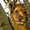Tanzanie_Serengeti