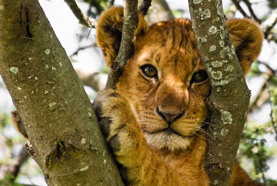 Marco Polo - 10 důvodů proč navštívit národní pak  Serengeti v Tanzanii