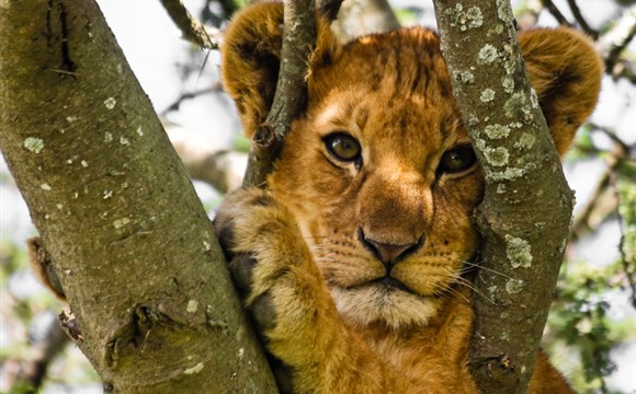 Marco Polo - 10 důvodů proč navštívit národní pak  Serengeti v Tanzanii