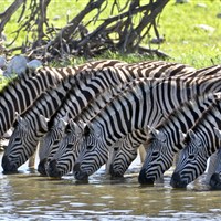 Nyikani MIgration Camp South Serengeti (Ndutu) (4*plus) - Tanzanie_Serengeti - ckmarcopolo.cz