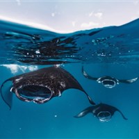 Dusit Thani Maldives - Dusit Thani Maldives - ckmarcopolo.cz