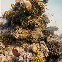 Dusit Thani Maldives - Dusit Thani Maldives - ckmarcopolo.cz