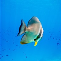 Dusit Thani Maldives - Dusit Thani Maldives - ckmarcopolo.cz