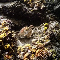 Dusit Thani Maldives - Dusit Thani Maldives - ckmarcopolo.cz