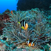 Dusit Thani Maldives - Dusit Thani Maldives - ckmarcopolo.cz