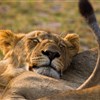 Tanzanie_Saadani