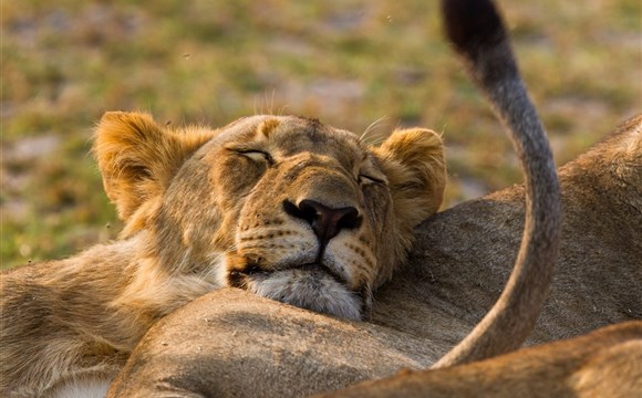 Marco Polo - Tanzanie - Národní park Saadani