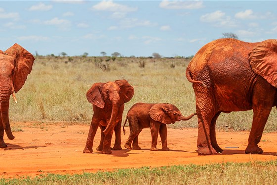 Safari v krajině červených slonů a pobyt u moře - 