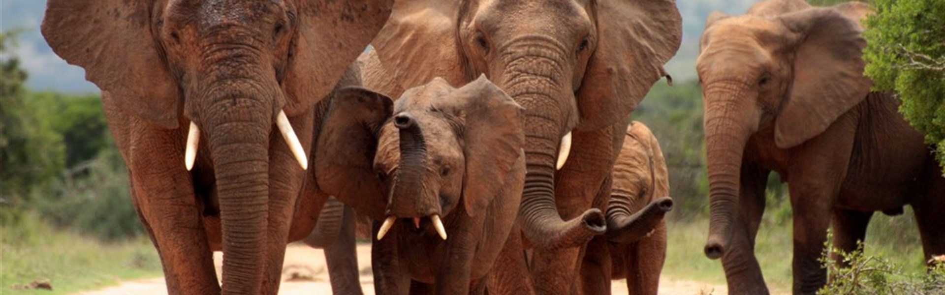 Addo Elephant National Park - 