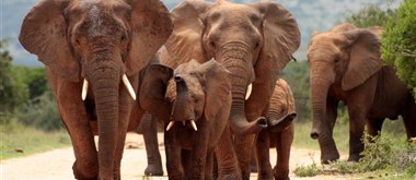  Addo Elephant National Park - 1