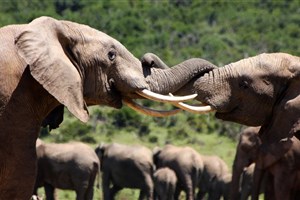  Addo Elephant National Park - 2