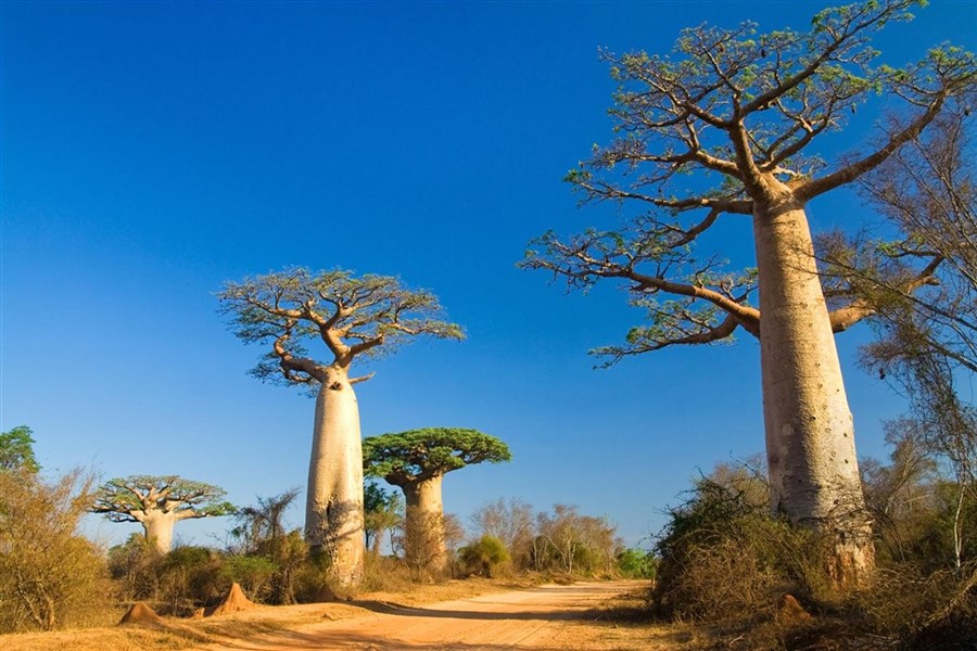 Madagaskar s průvodcem – jeden ostrov, dva světy