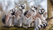 Madagaskar s průvodcem – jeden ostrov, dva světy