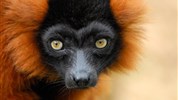 Madagaskar s průvodcem – jeden ostrov, dva světy
