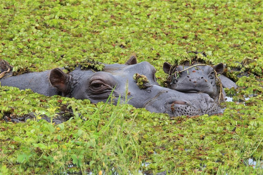 Hvězdy nad Botswanou - expedice v náklaďáku s anglicky mluvícím průvodcem - Botswana - hroch v deltě Okavango