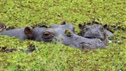 To nejlepší z Botswany - Botswana - hroch v deltě Okavango