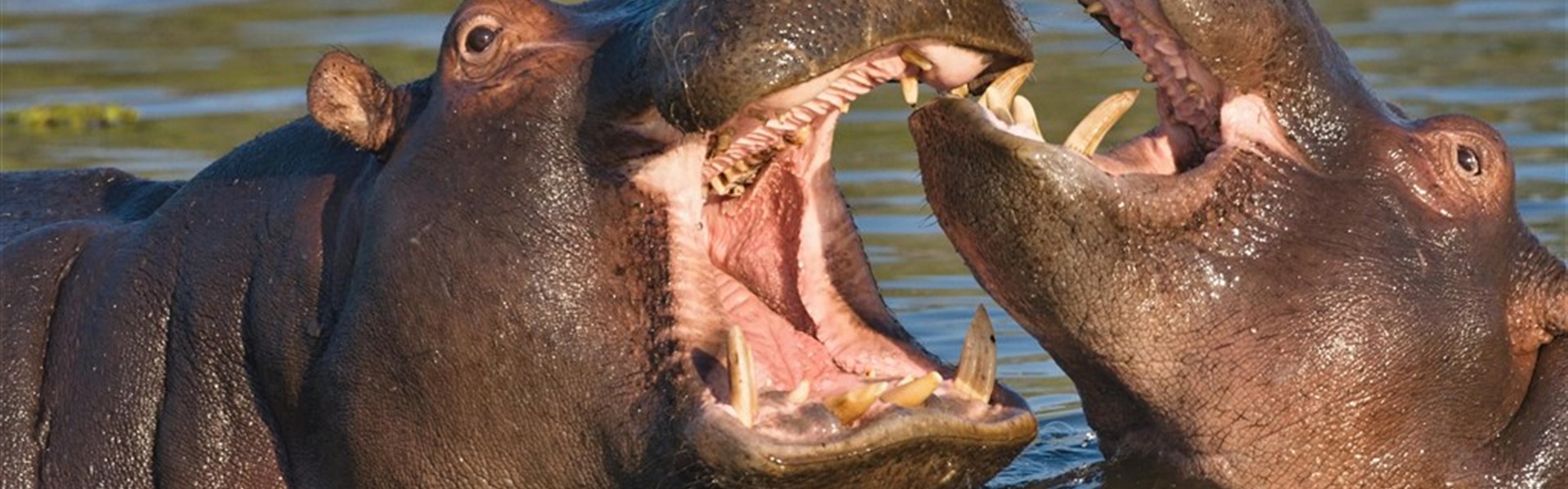 Expediční cesta: To nejlepší z Botswany a Viktoriiny vodopády - Botswana - hroši v deltě Okavango