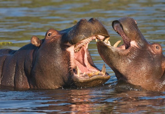 Expediční cesta: To nejlepší z Botswany a Viktoriiny vodopády - Zimbabwe - Botswana - hroši v deltě Okavango