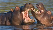 To nejlepší z Botswany - Botswana - hroši v deltě Okavango