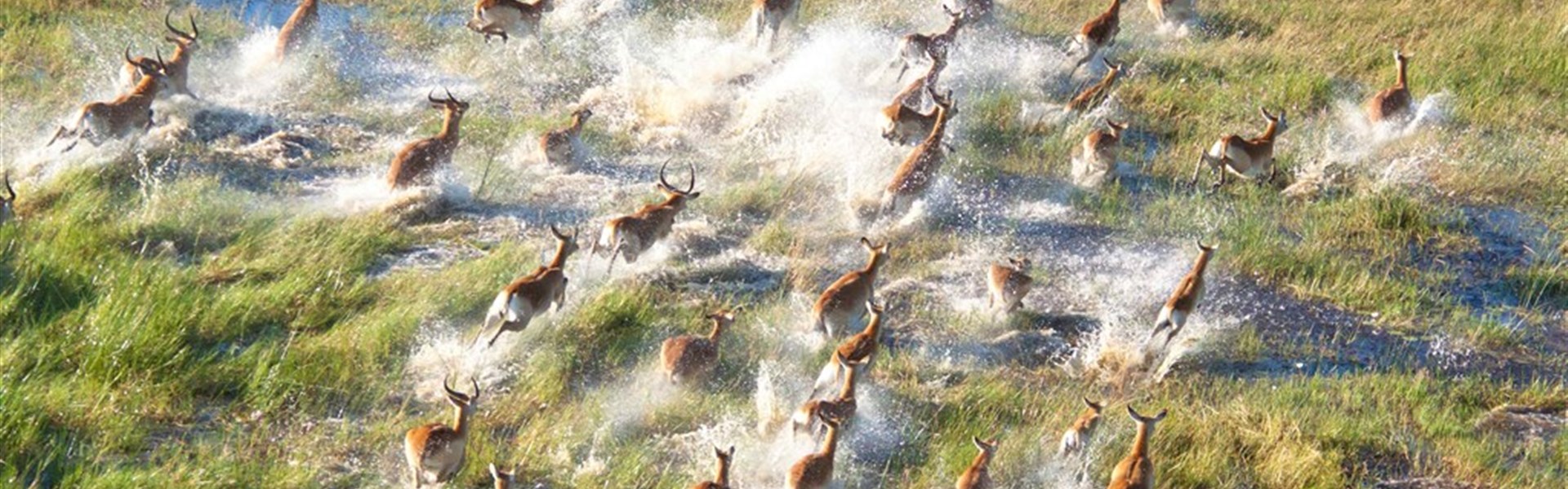 Hvězdy nad Botswanou - expedice v náklaďáku s anglicky mluvícím průvodcem - Botswana - impaly v deltě Okavango