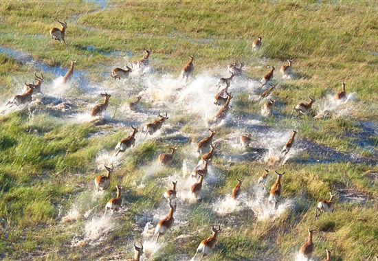 Hvězdy nad Botswanou - expedice v náklaďáku s anglicky mluvícím průvodcem - Botswana - Botswana - impaly v deltě Okavango