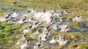 Expediční cesta: To nejlepší z Botswany a Viktoriiny vodopády - Botswana - impaly v deltě Okavango