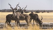 To nejlepší z Botswany - Botswana - antilopa Kudu