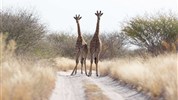 To nejlepší z Botswany - Botswana - žirafy