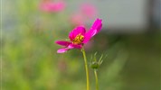 Hokkaidó: Japonský sever v plné kráse - Furano Flower