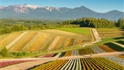 Hokkaidó: Japonský sever v plné kráse - Furano Flower Fields