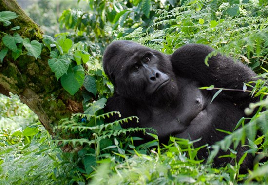 Safari v Ugandě - Cesta za gorilami s českým průvodcem -  - Safari v Ugandě za gorilami - s CK Marco Polo a českým průvodcem