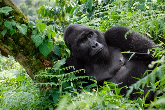 Safari v Ugandě - Cesta za gorilami s českým průvodcem - Safari v Ugandě za gorilami - s CK Marco Polo a českým průvodcem