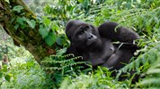 Safari v Ugandě - Cesta za gorilami s českým průvodcem