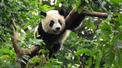 Peking – Xian – Chengdu – Šanghaj: Příběh jedné civilizace - Zájezd: Peking – Xian – Chengdu – Šanghaj: Příběh jedné civilizace.