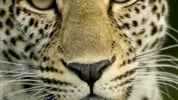 Zázraky Afriky: Velká migrace v Serengeti a kráter Ngorongoro a odpočinek na rajském Zanzibaru
