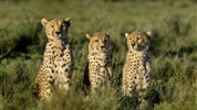 Zázraky Afriky: Velká migrace v Serengeti a kráter Ngorongoro a odpočinek na rajském Zanzibaru