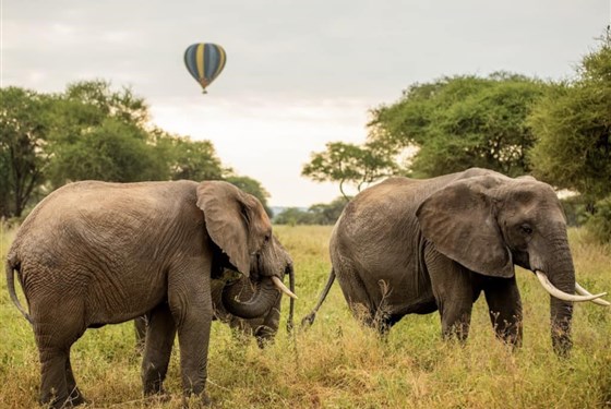 Marco Polo - Let balónem v Tarangire - Tanzanie_Tarangire_balon
