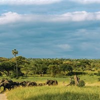 Let balónem v Tarangire - Tanzanie_Tarangire_balon - ckmarcopolo.cz