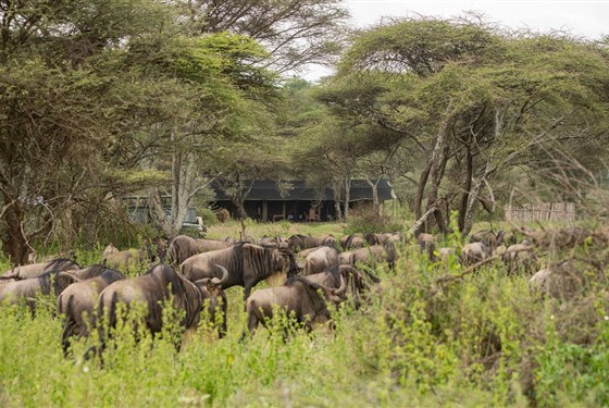 Marco Polo - Karibu Woodlands Southern Serengeti - Tanzanie_Serengeti_Ndutu_Woodlands Camp