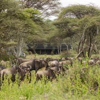 Karibu Woodlands Southern Serengeti - Tanzanie_Serengeti_Ndutu_Woodlands Camp - ckmarcopolo.cz