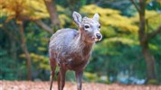 Po stopách japonských bohů: Japonsko za 10 dní