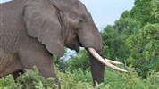 Expedice Keňa a Tanzánie náklaďákem - ubytovací varianta (cesta vč. severních parků Keni)