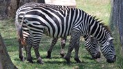 Expedice Keňa a Tanzánie náklaďákem - ubytovací varianta (cesta vč. severních parků Keni)